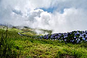 Azzorre, Isola Sao Jorge - Escursione alla Faja dos Cubres. I sentieri sono bordati di ortensie.